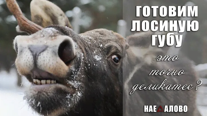 Лосиная губа под красным соусом!